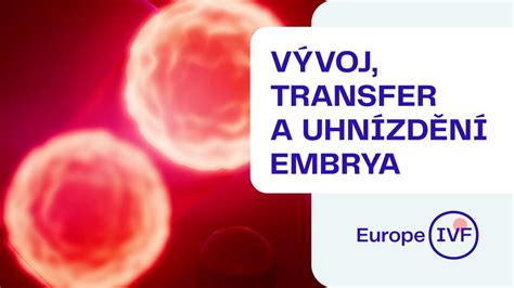 uhnízdění embrya po embryotransferu|Jak dlouho se uhnízďuje embryo po KET: Průvodce Pro Pacienty